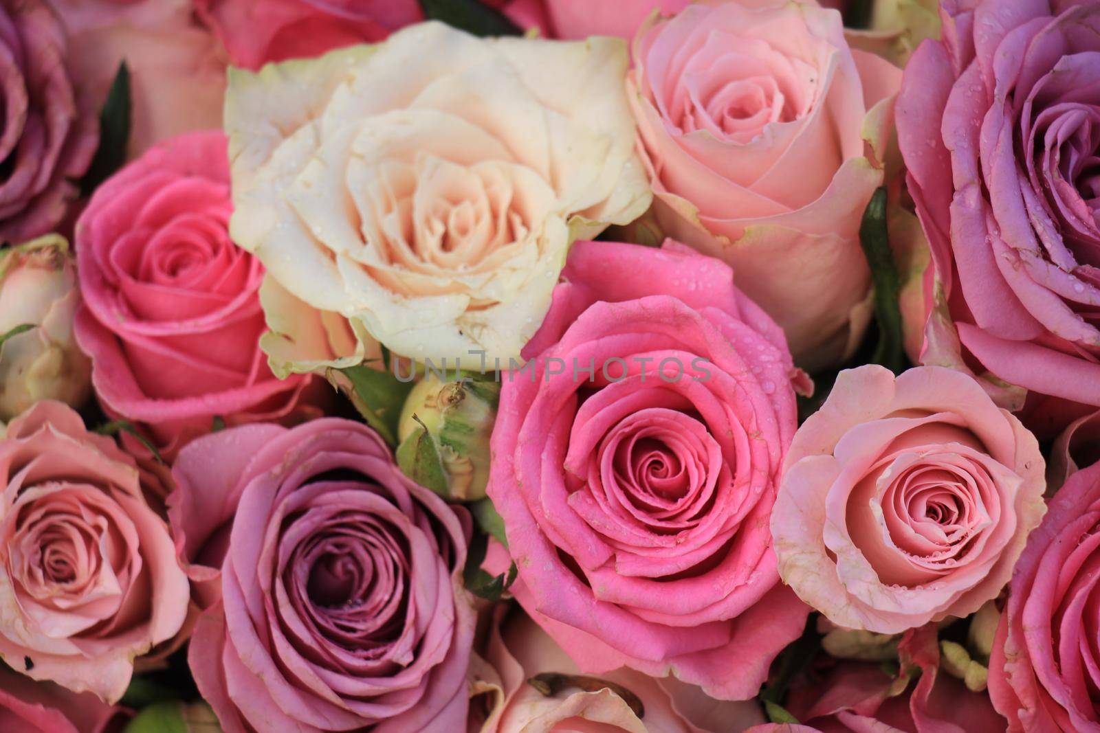 Mixed pink roses by studioportosabbia