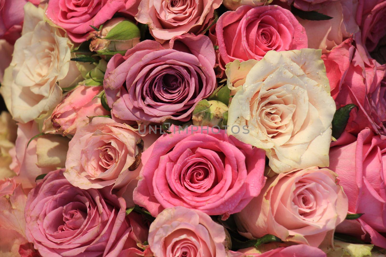 Mixed pink roses by studioportosabbia