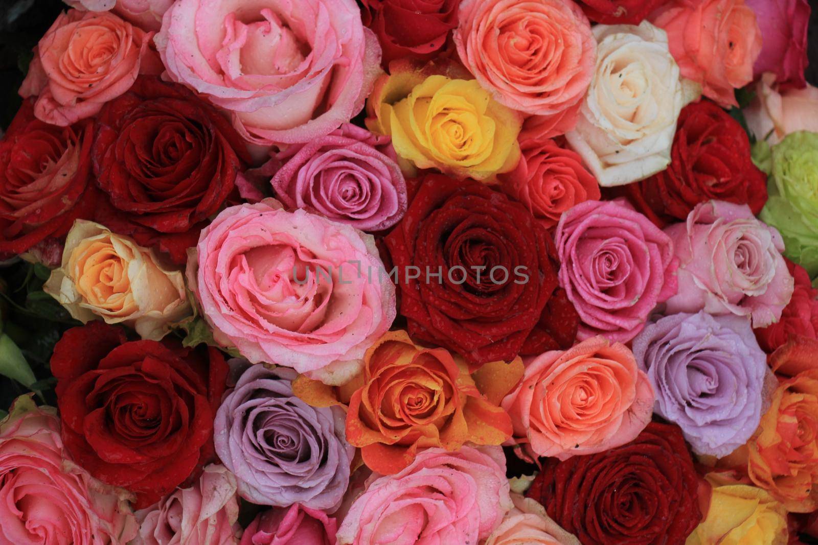 Multicolored roses by studioportosabbia