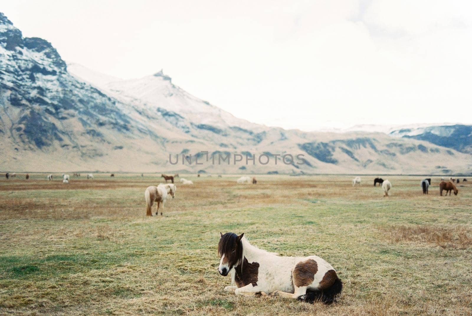 Horse is resting lying on a pasture in a mountain valley. Iceland. High quality photo