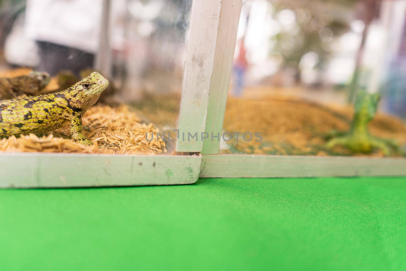 Pet spiny lizard in a glass tank for sale at an exotic animal market by cfalvarez