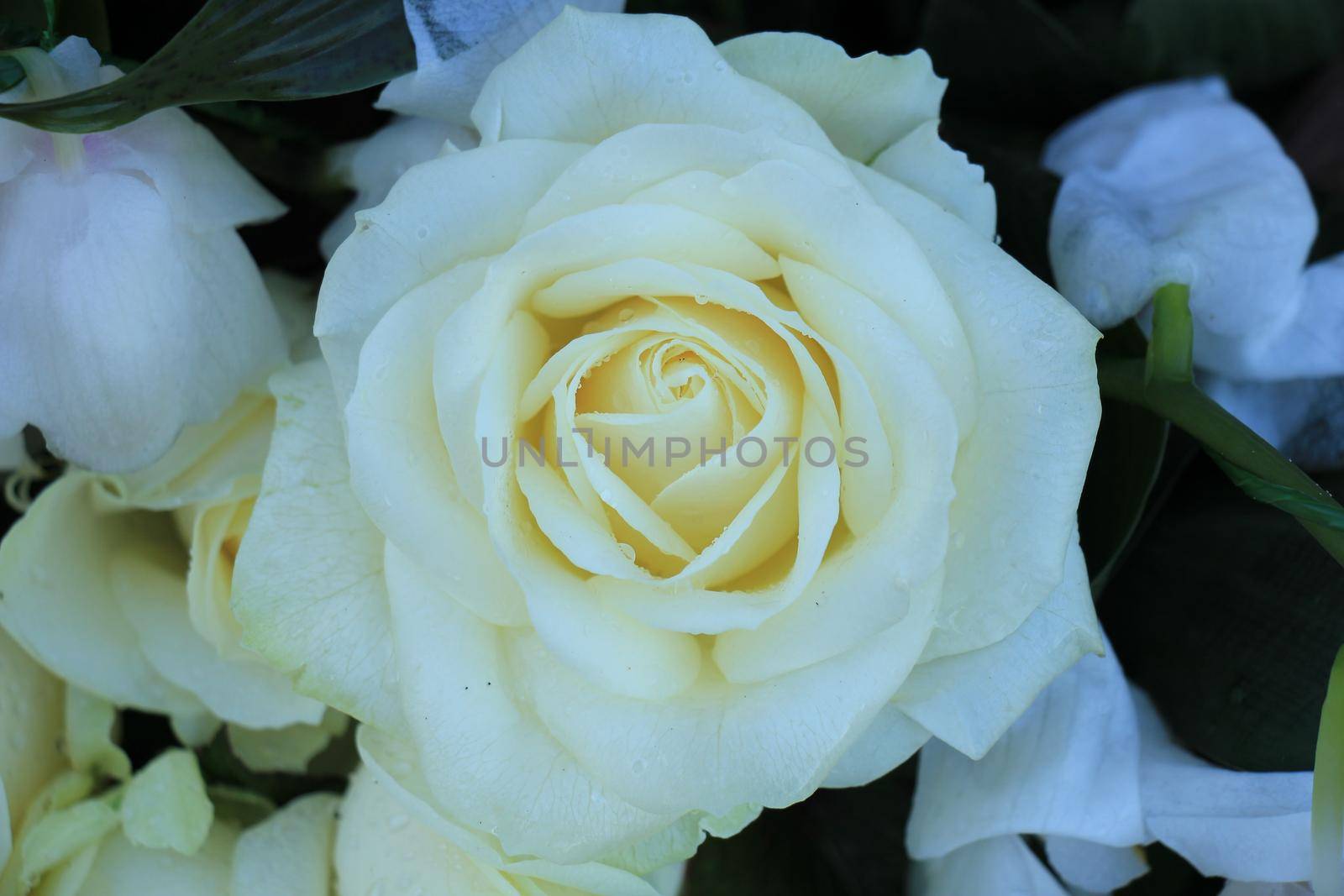 Single white rose in a wedding bouquet, bridal flowers