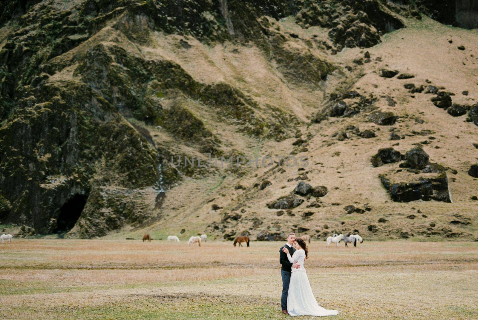 Groom hugs bride against the backdrop of horses grazing at the foot of the mountain. Iceland. High quality photo