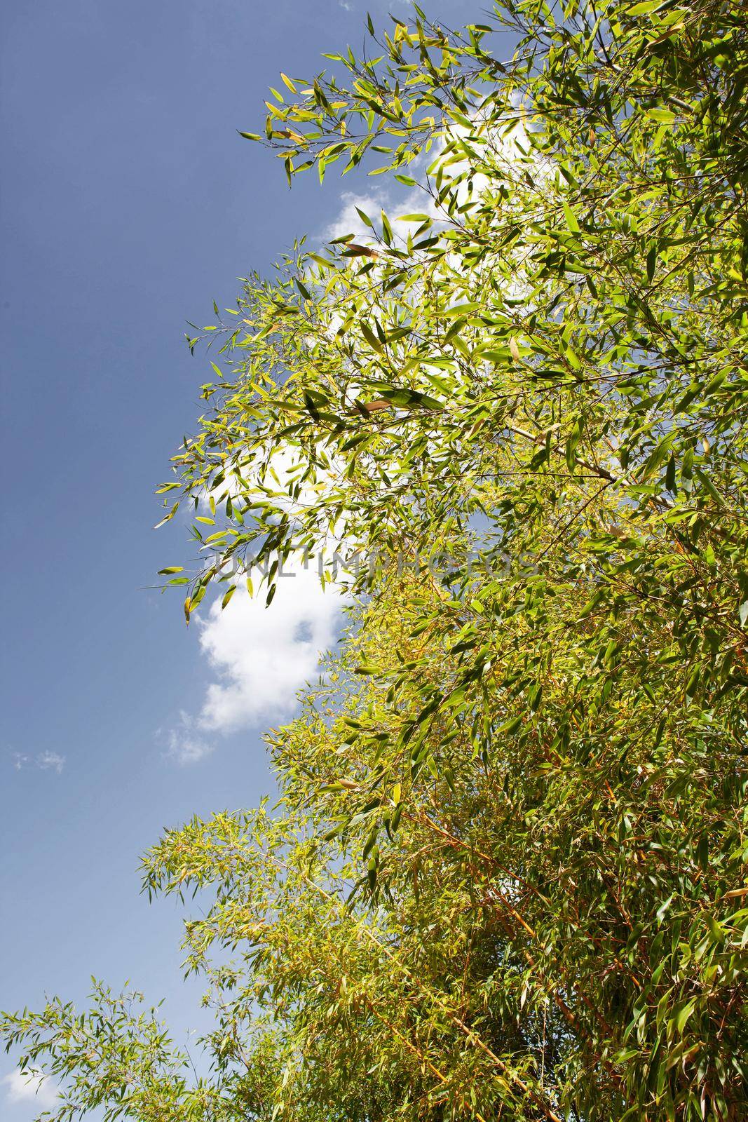 Bamboo forest and blue sky on background