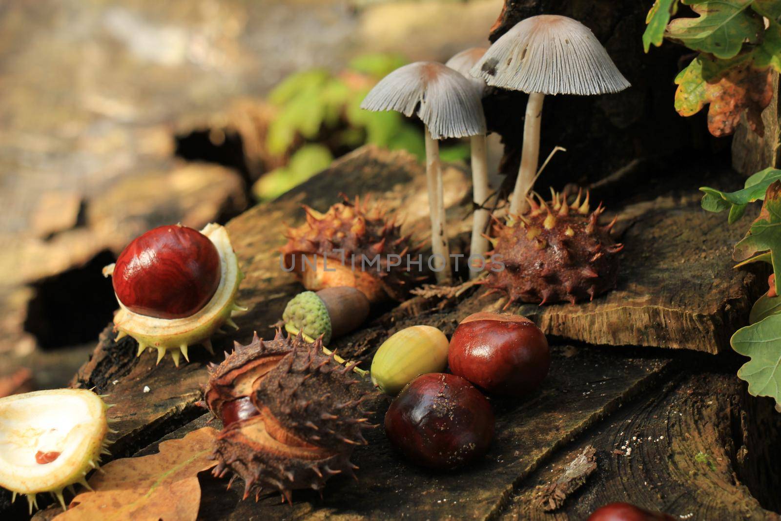 Autumn still life in a fall forest: mushrooms, chestnuts and leaves by studioportosabbia