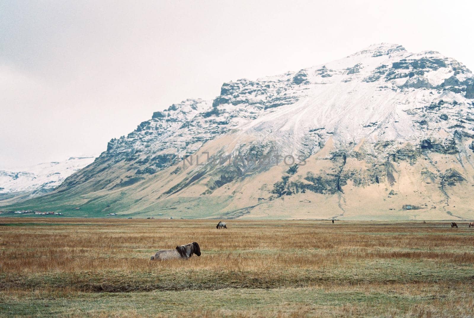 Horses graze in the meadow at the foot of the snowy mountains. Iceland by Nadtochiy