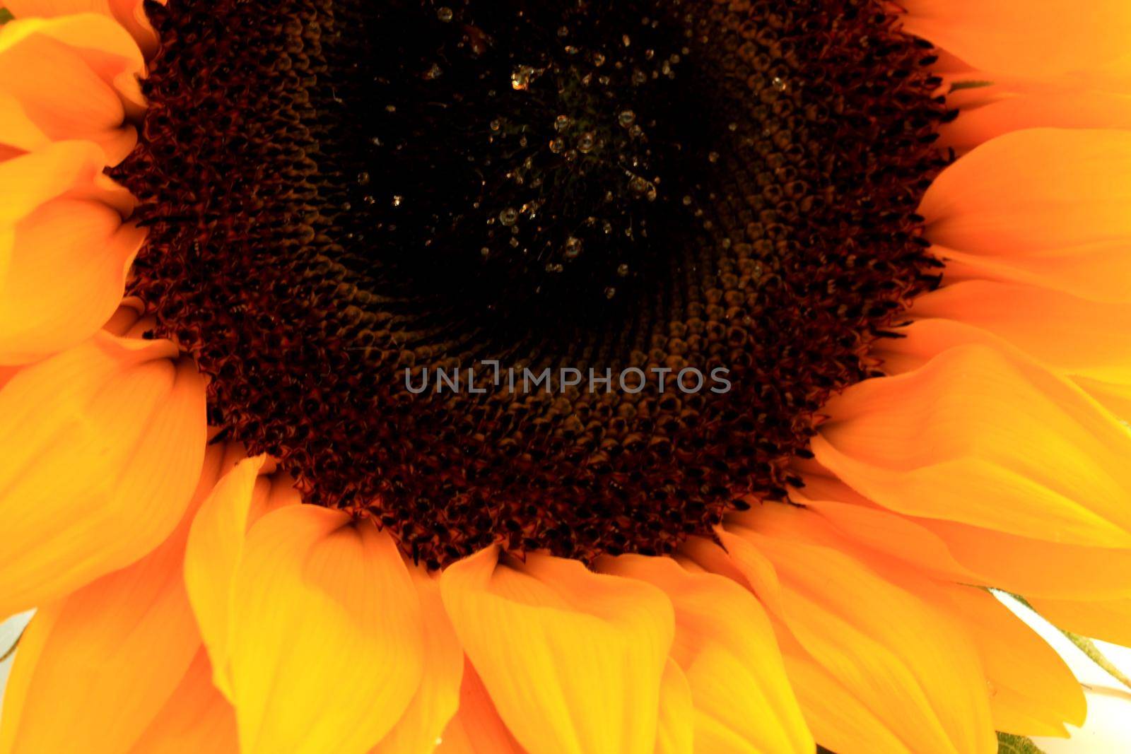 Big yellow sunflower on a white background
