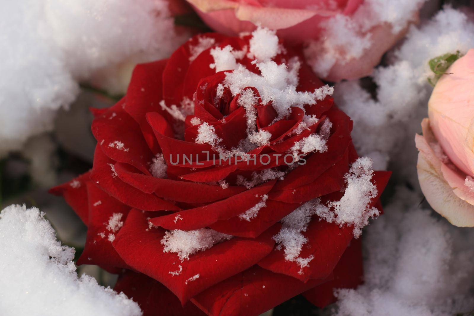 a big red rose covered with snow by studioportosabbia