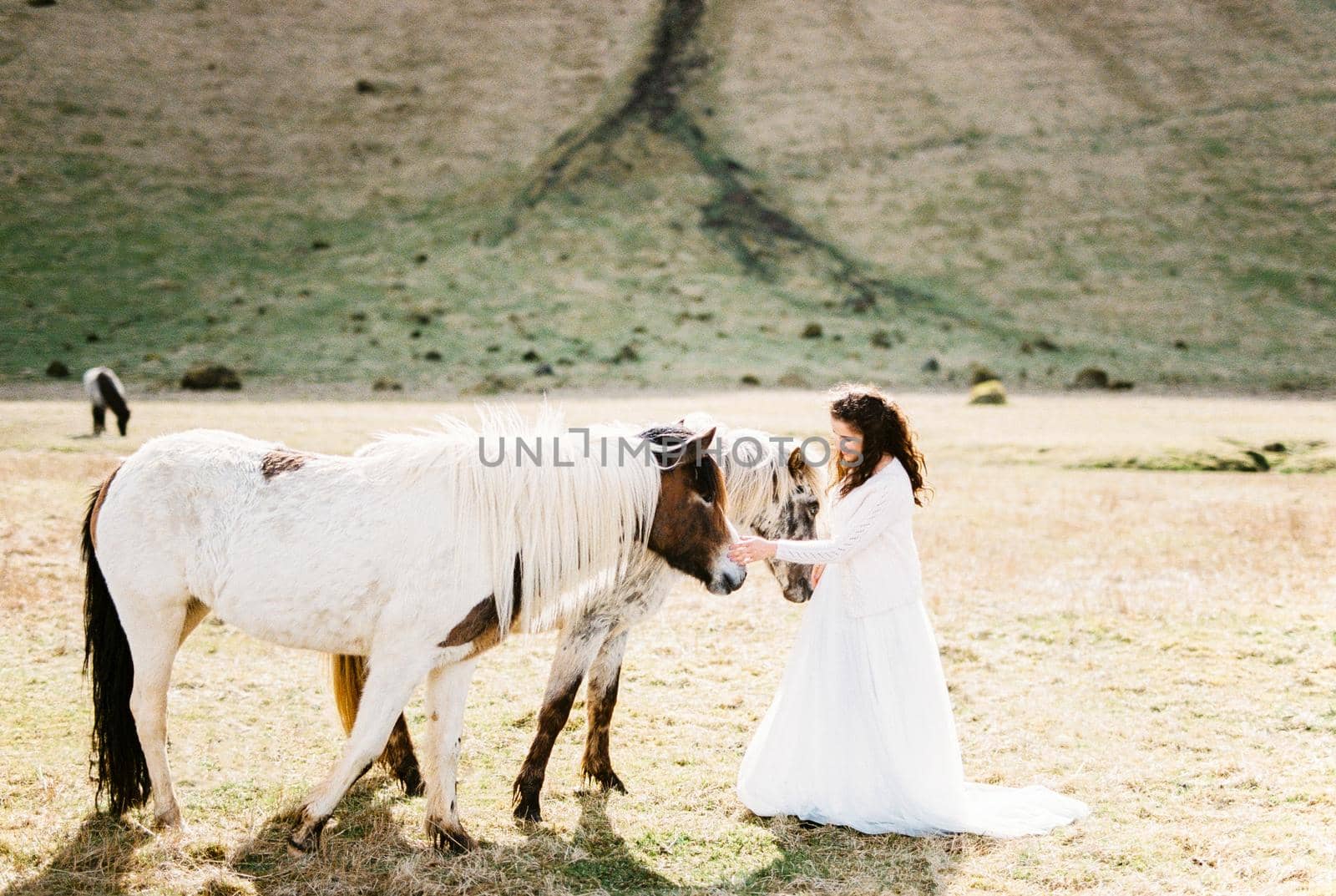 Bride in a white dress strokes horses at the foot of the mountains. Iceland. High quality photo