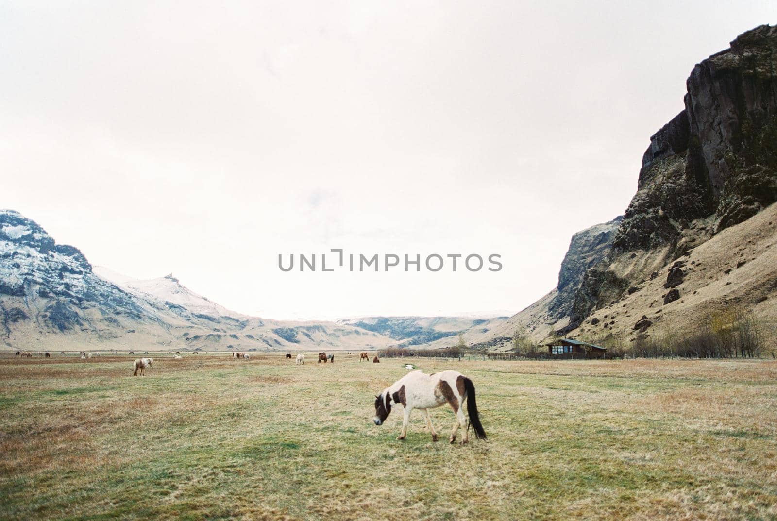 Horses graze in a pasture near a farm in a mountain valley. Iceland. High quality photo