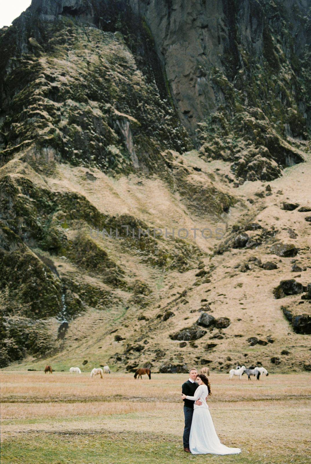 Groom hugs bride against the backdrop of horses grazing near the mountain. Iceland. High quality photo