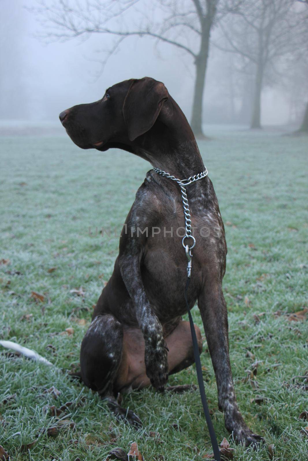 German Shorthaired Pointer by studioportosabbia