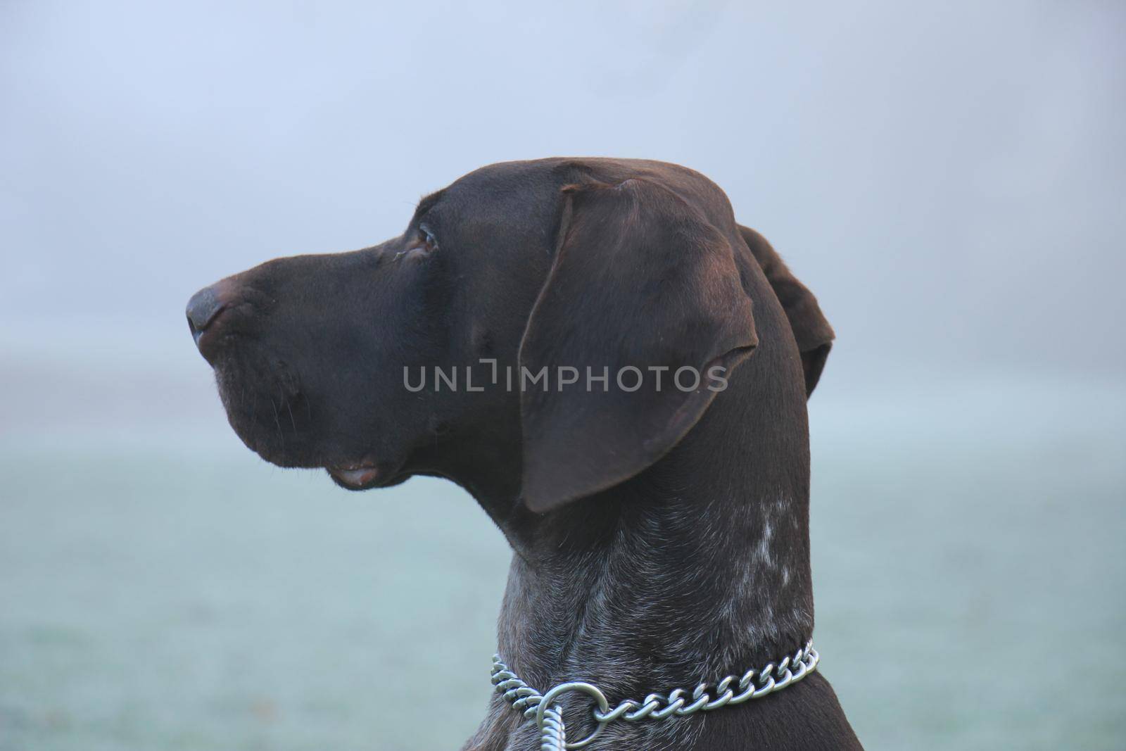 German Shorthaired Pointer two year old male, brown and white