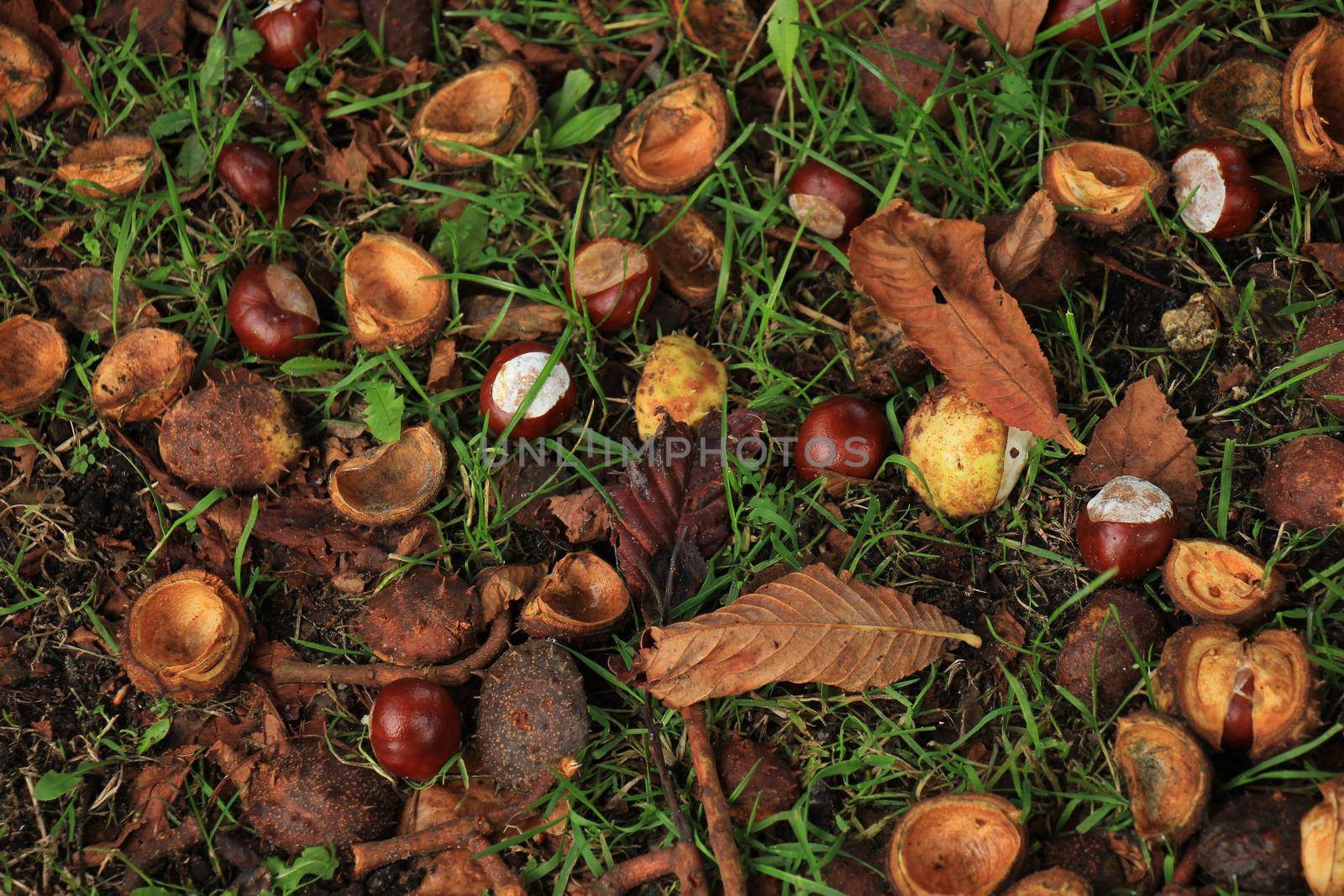Chestnuts in the grass in an autumn forest