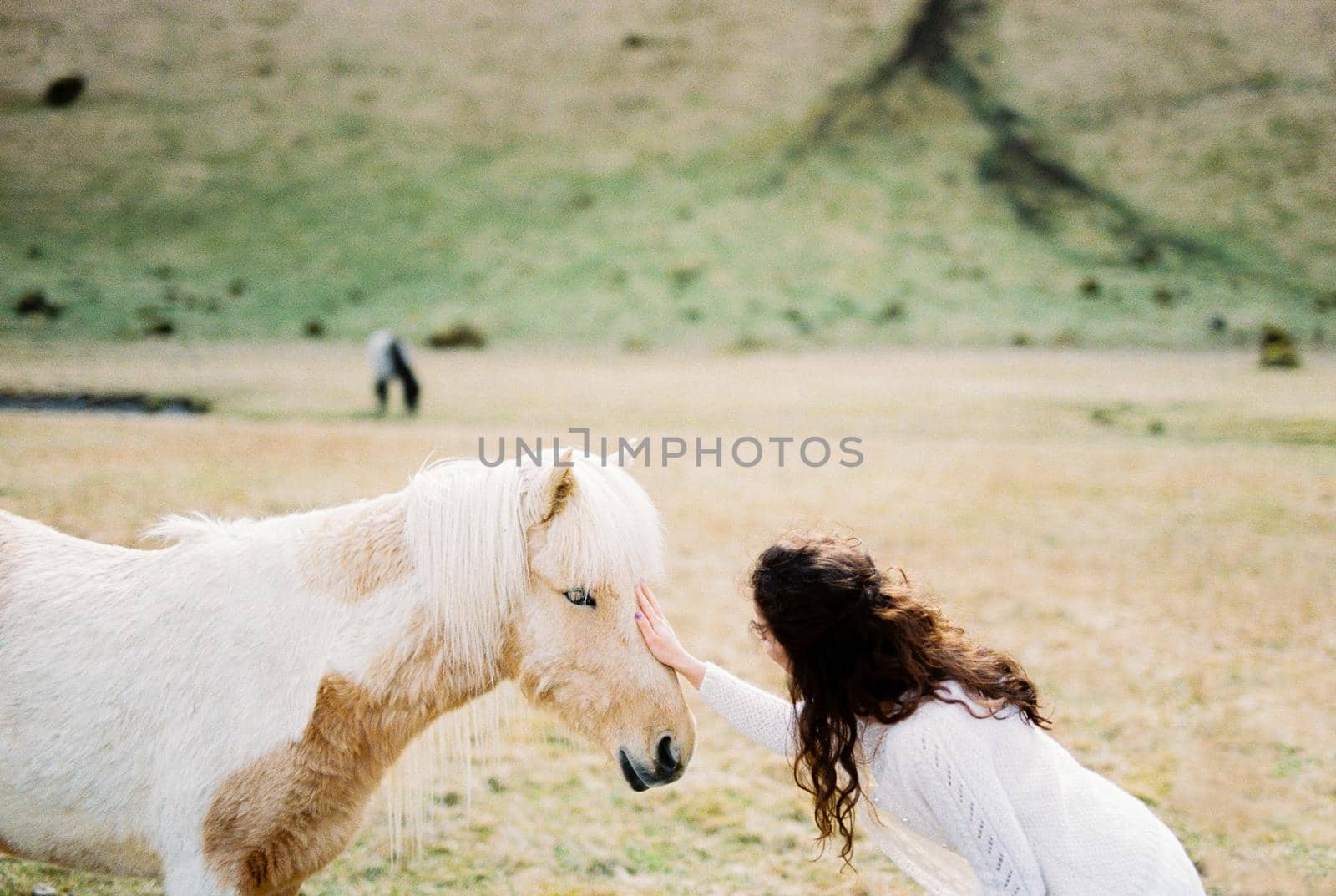 Bride strokes a white-red horse. Iceland by Nadtochiy