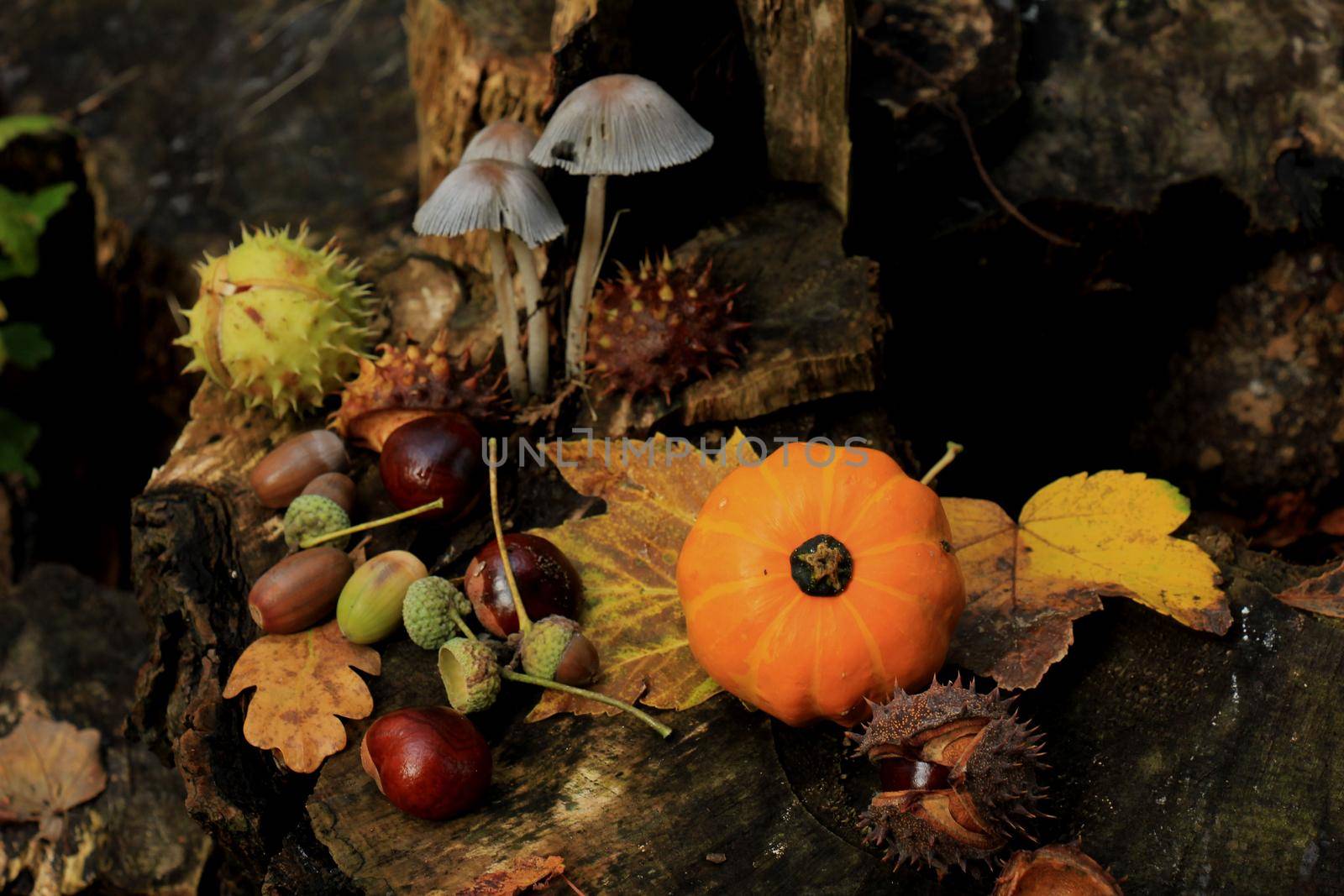 Autumn still life in a fall forest by studioportosabbia