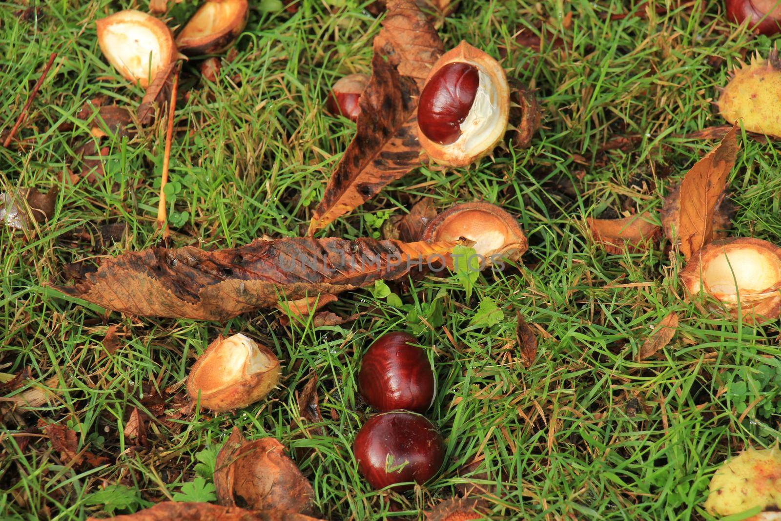 Chestnuts the grass in an autumn forest