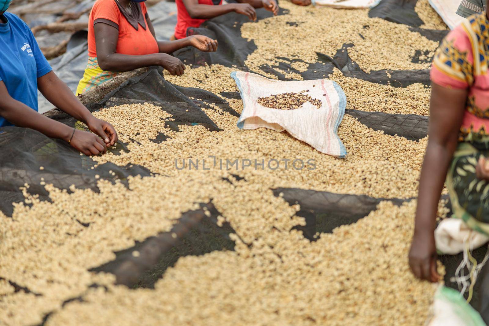 African American women sorting coffee beans on a plantation by Yaroslav_astakhov