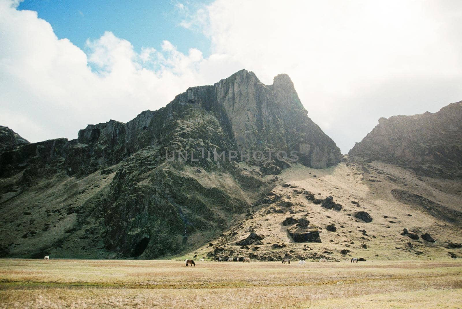 Horses graze at the foot of the rocky mountains. Iceland. High quality photo