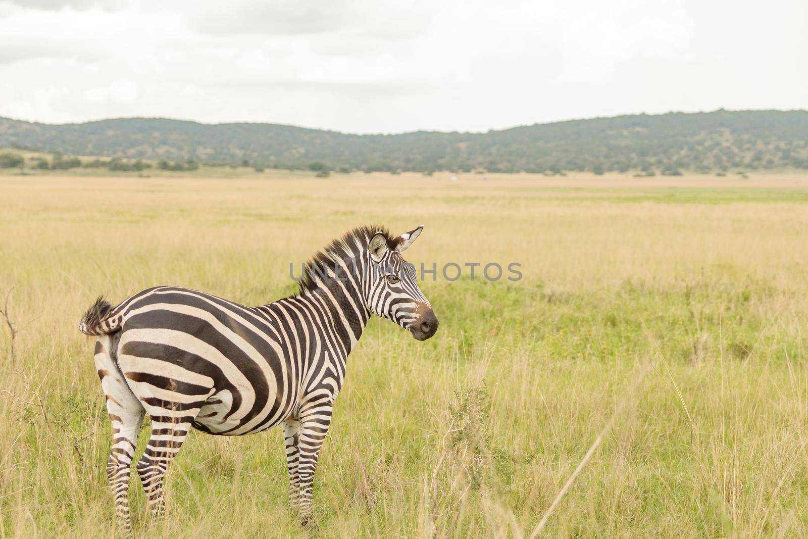 Lonely zebra standing in a meadow with dried grass by Yaroslav_astakhov