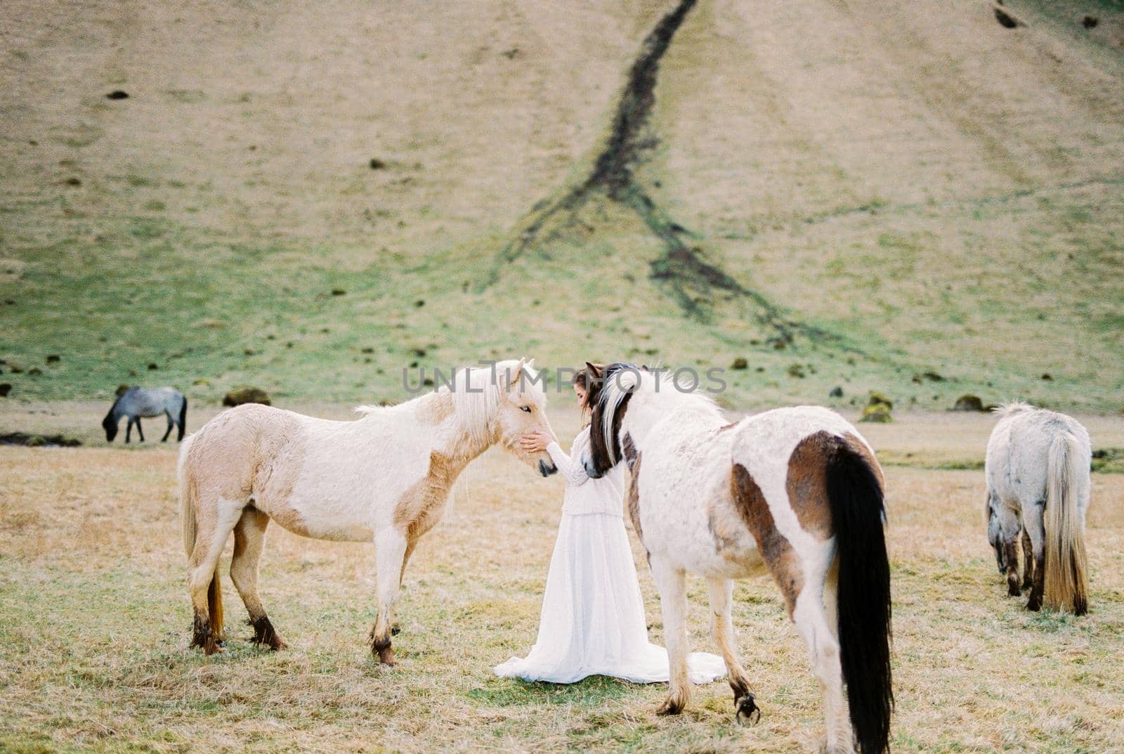 Bride in a white dress stands next to the horses in the pasture. Iceland. High quality photo