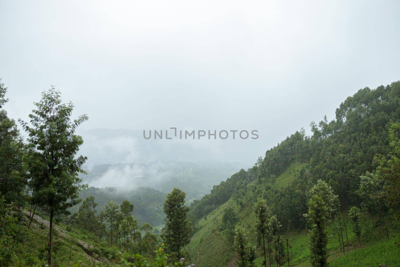 Fog in tropical green rainforest during rainy day with mountains background