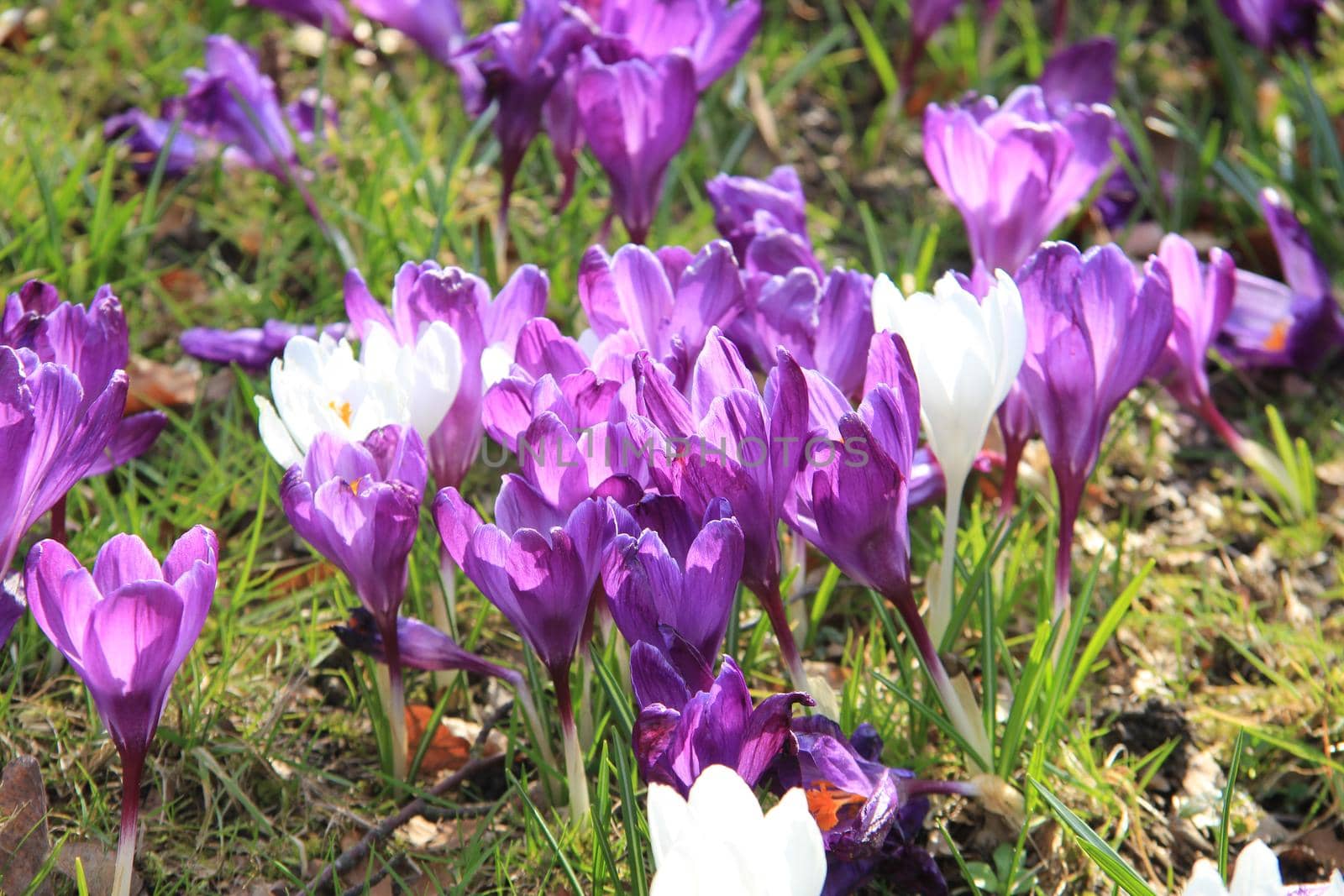 Purple and white crocuses in early spring sunlight