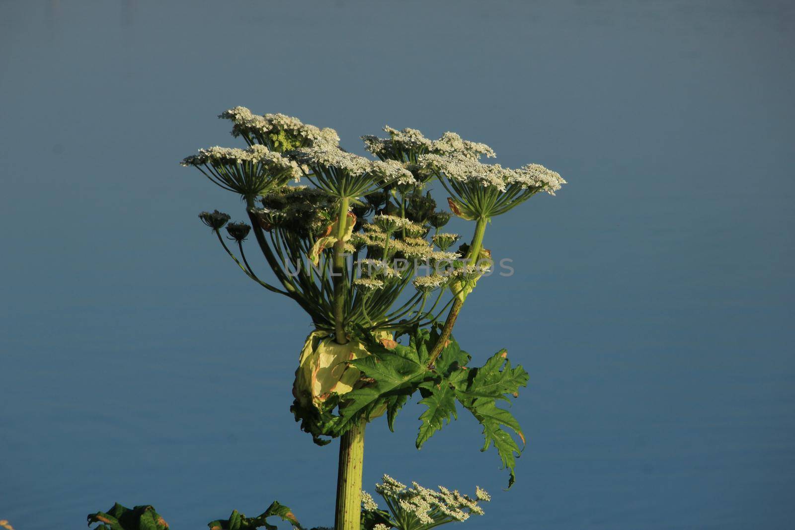 A giant hogweed in a clear blue sky