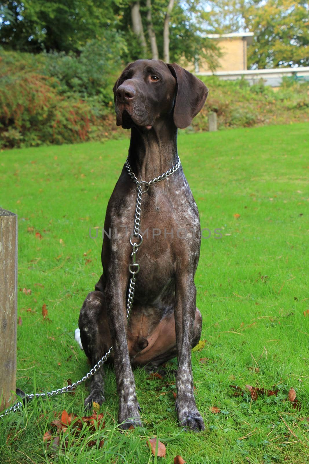 German Shorthaired Pointer, 3 year old male by studioportosabbia