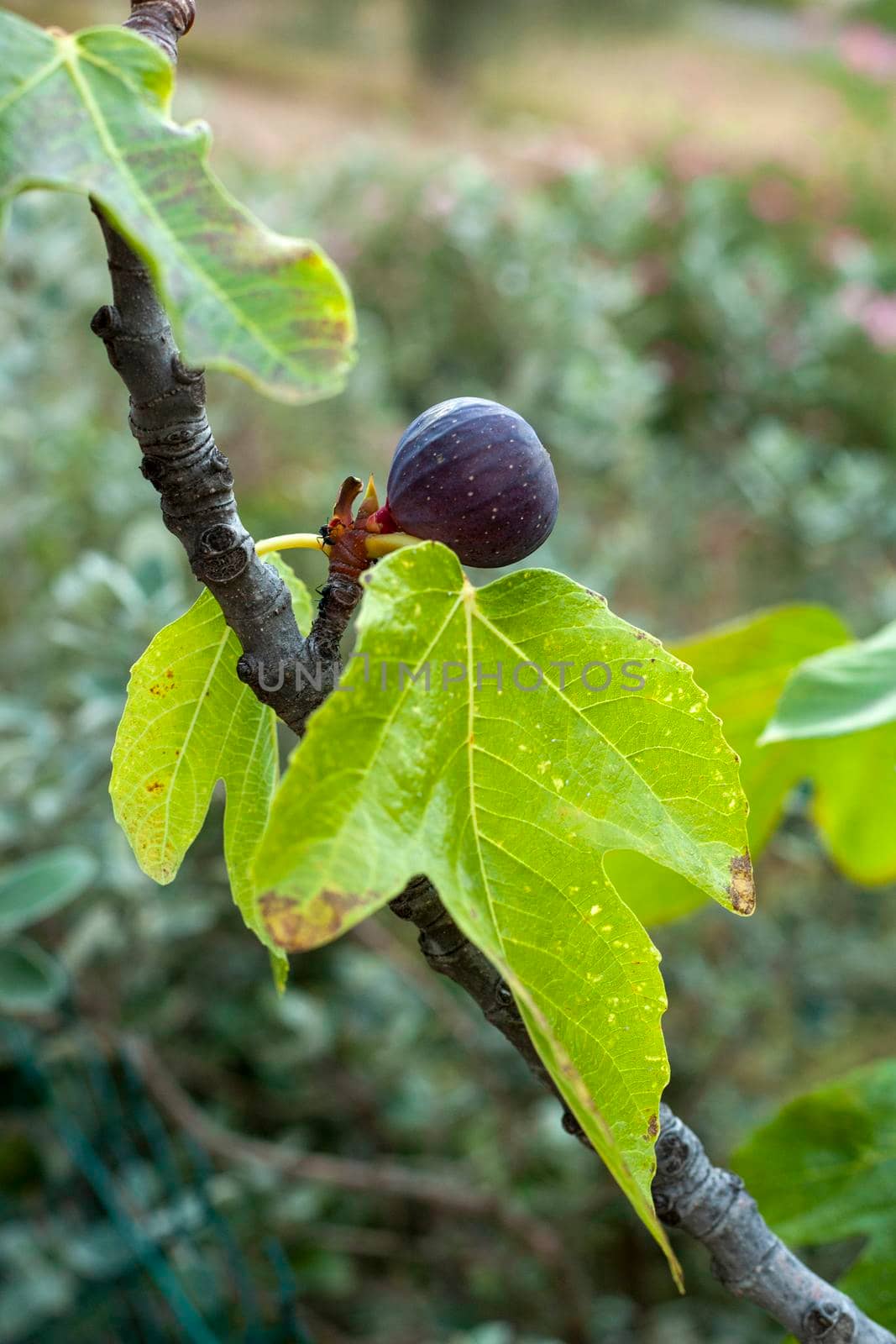 fig fruit growing on a fig tree