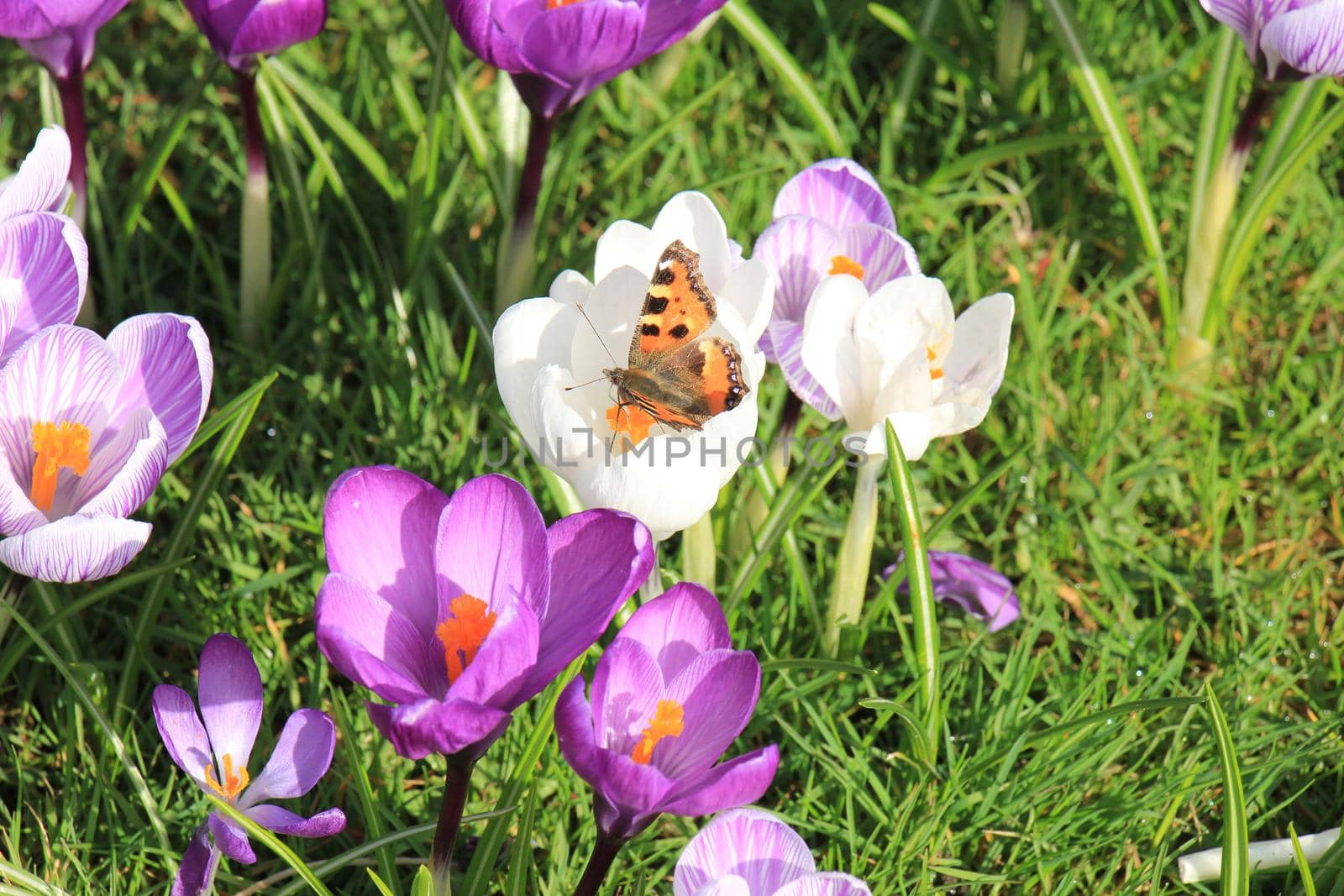 small tortoiseshell butterfly on a crocus in early spring sunlight by studioportosabbia