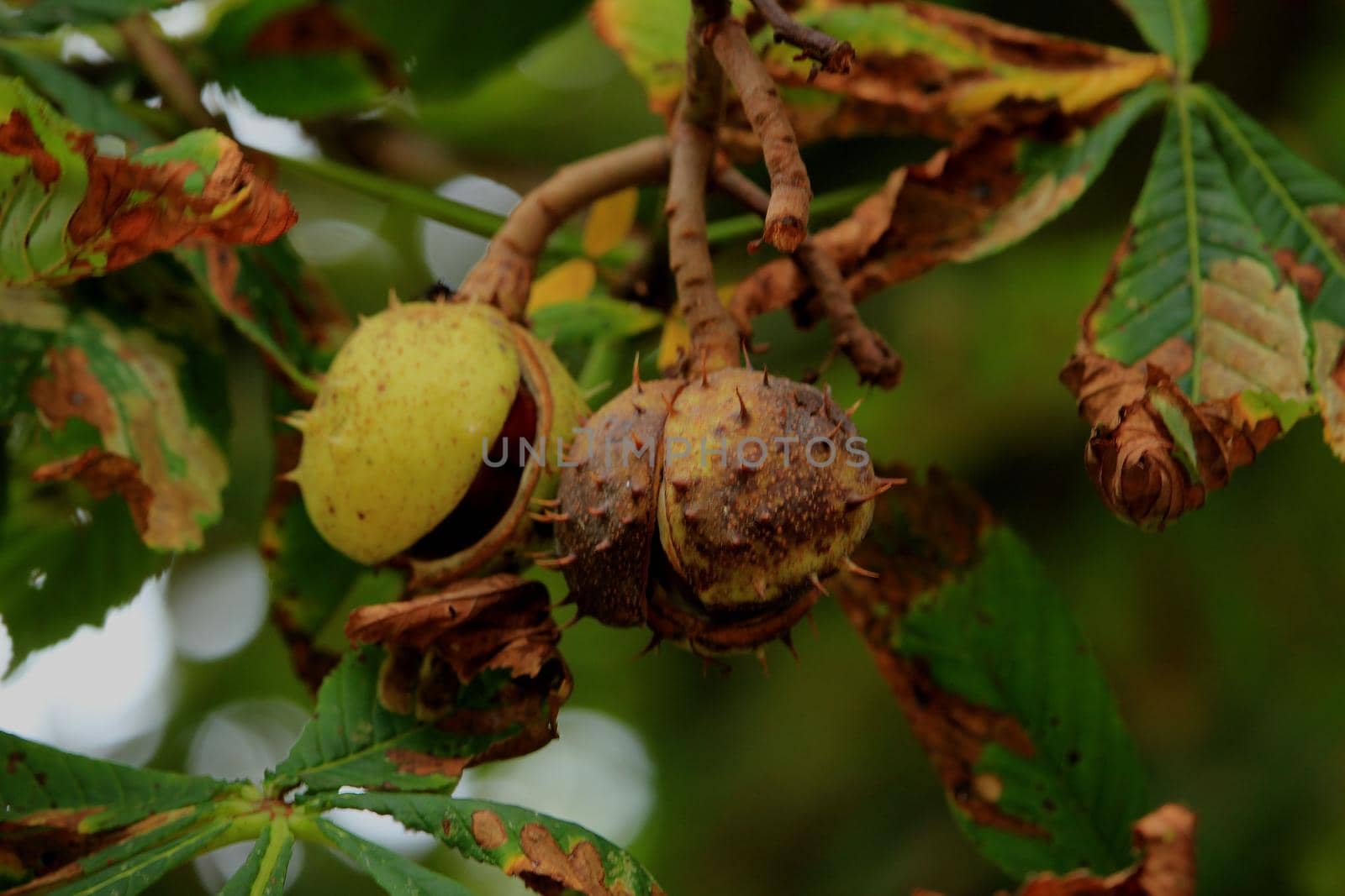 Chestnuts on a tree in an autumn forest