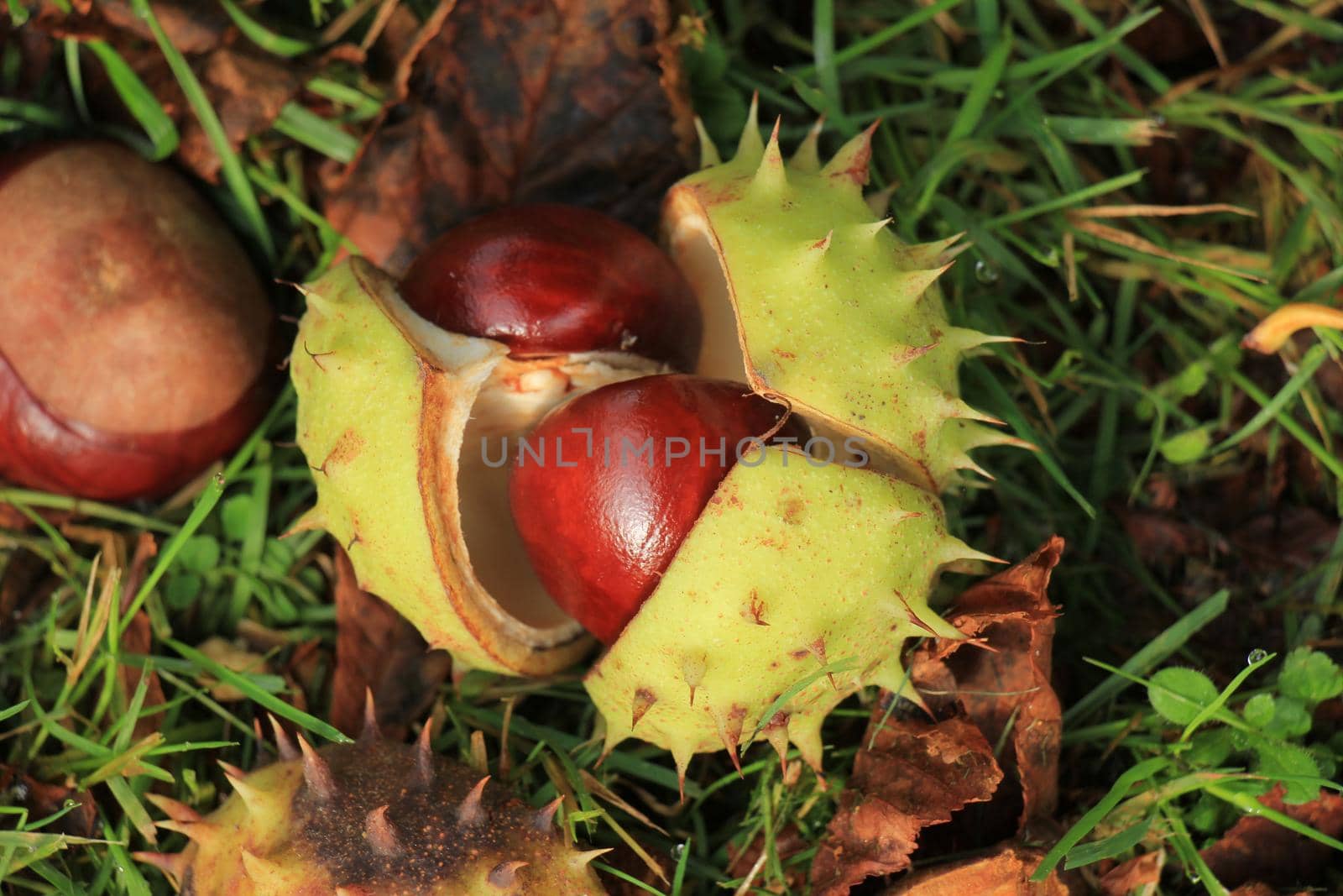 Chestnuts the grass in an autumn forest by studioportosabbia