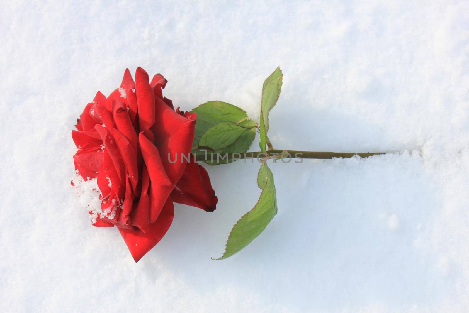 a big red rose covered with snow by studioportosabbia