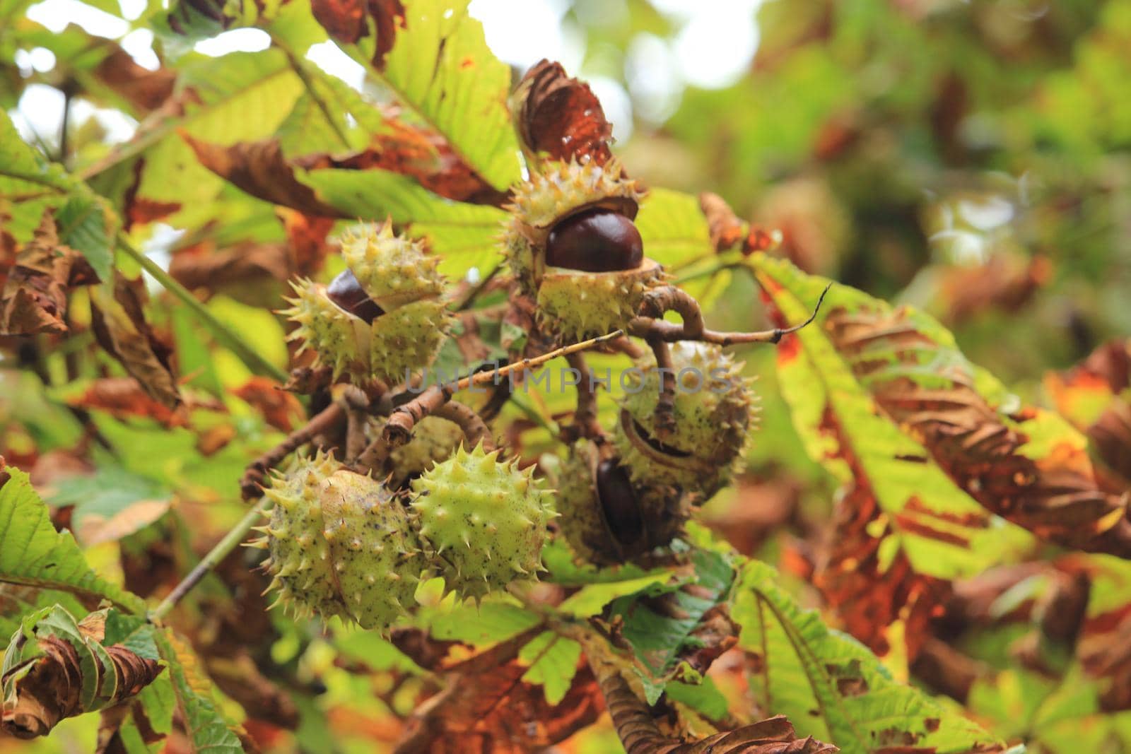 Chestnuts on a tree in an autumn forest by studioportosabbia