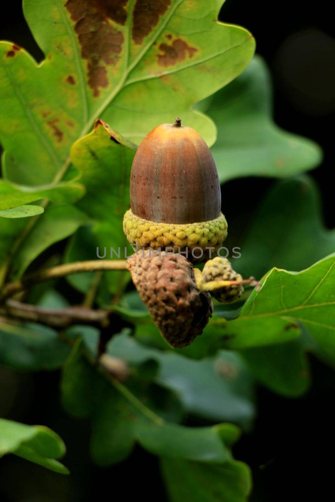 Acorns in a tree in an autumn forest by studioportosabbia