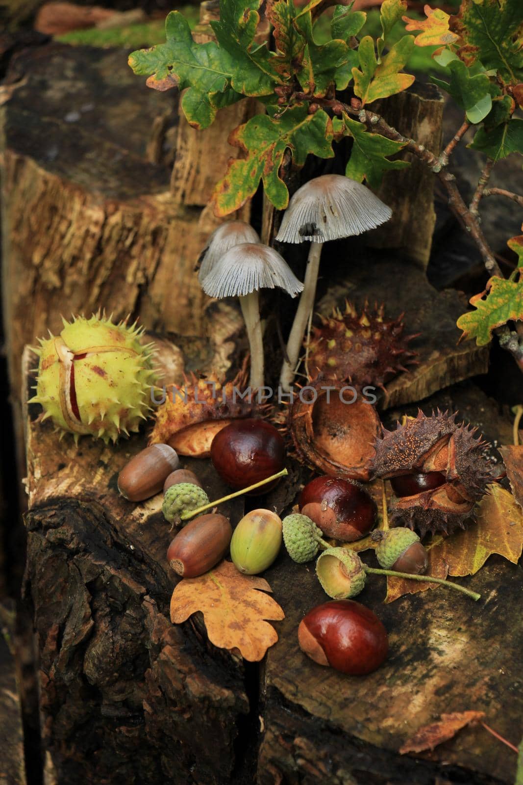 Autumn still life in a fall forest: mushrooms, chestnuts and leaves by studioportosabbia