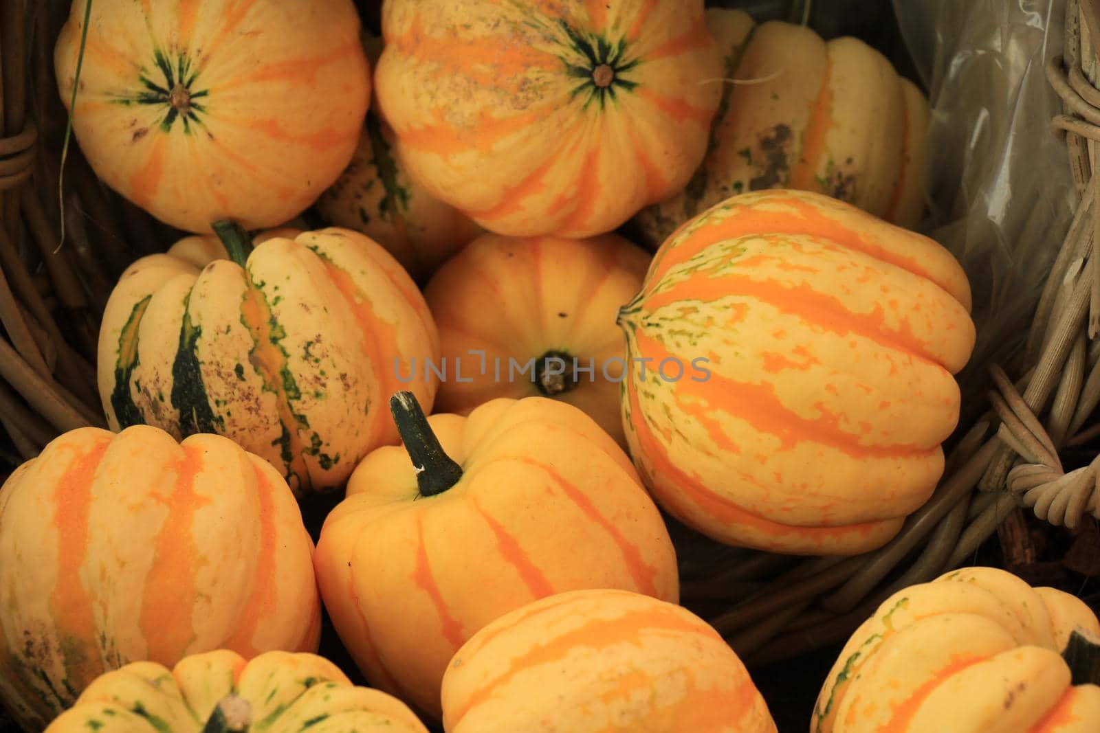 Various sorts of pumpkins for fall decorations by studioportosabbia