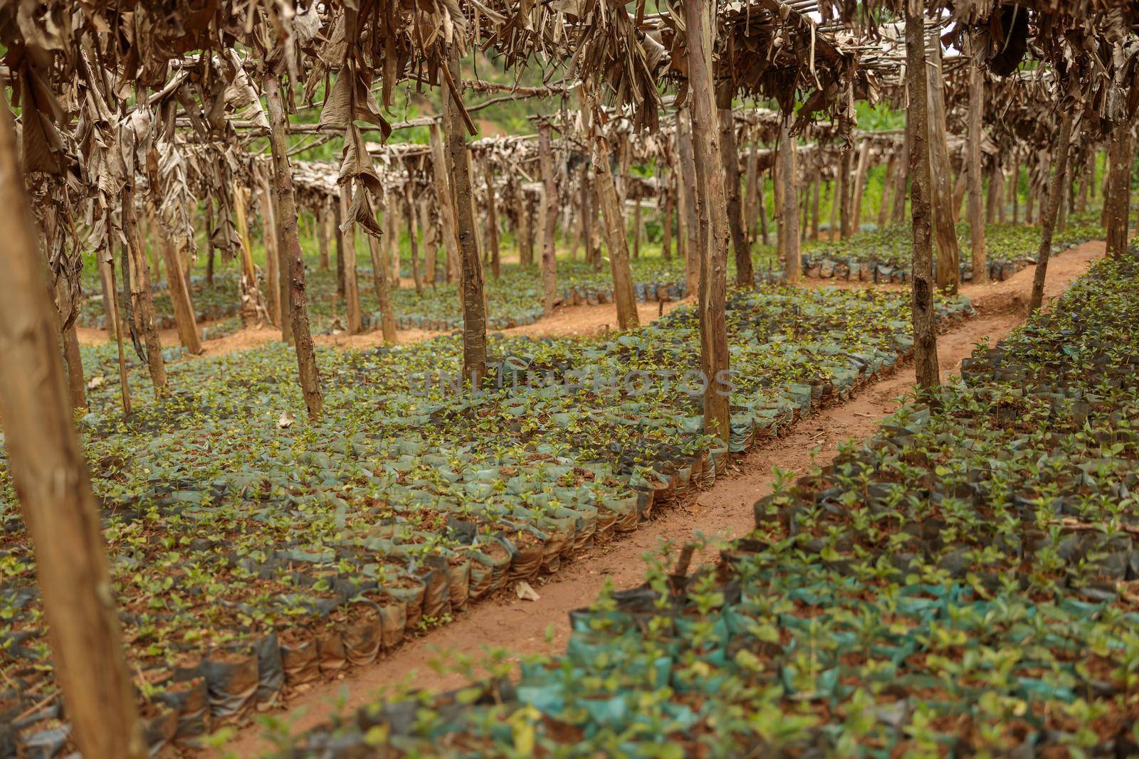 Coffee Arabica plants of seedlings and trees on coffee farm in rural region, South America