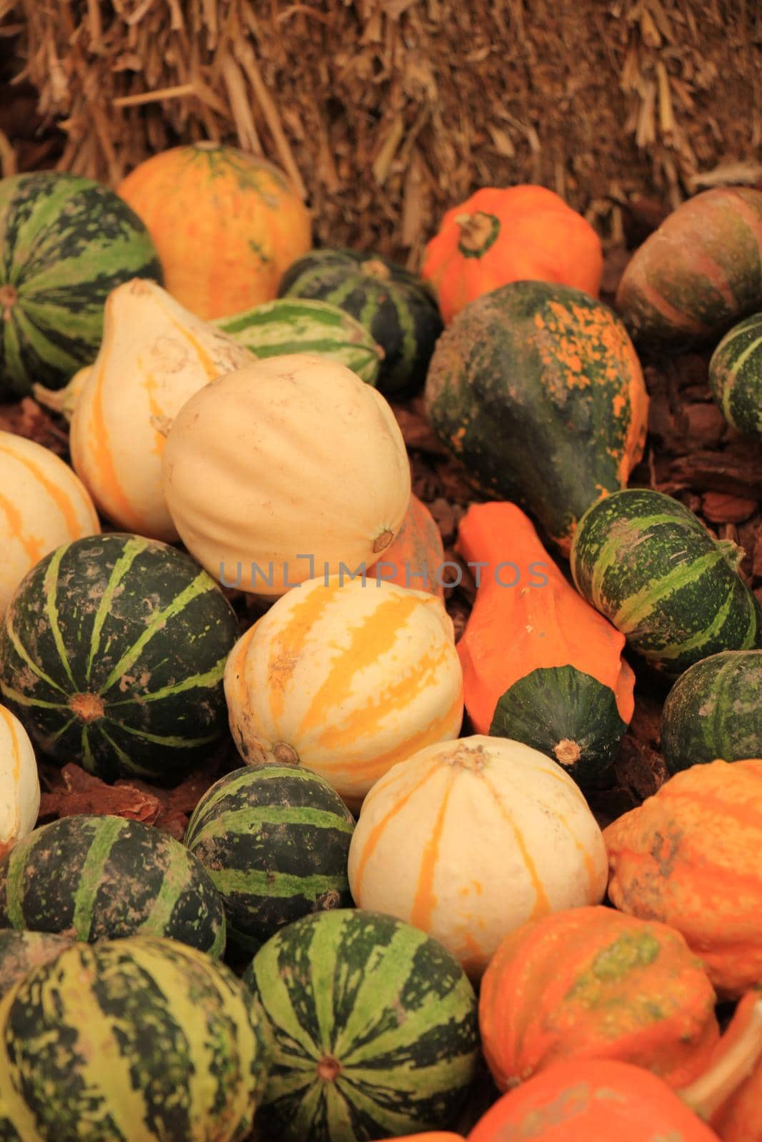 Various sorts of pumpkins for fall decorations by studioportosabbia