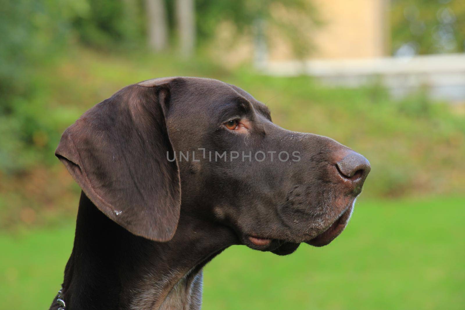 German Shorthaired Pointer, 3 year old male by studioportosabbia