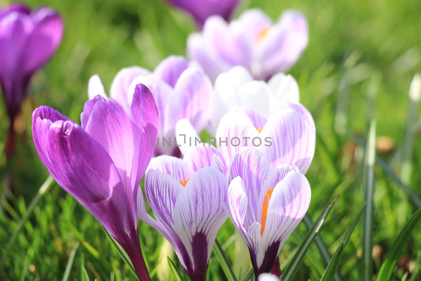 Purple and white crocuses on a field by studioportosabbia