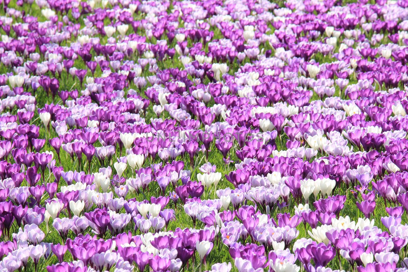 Purple and white crocuses on a field