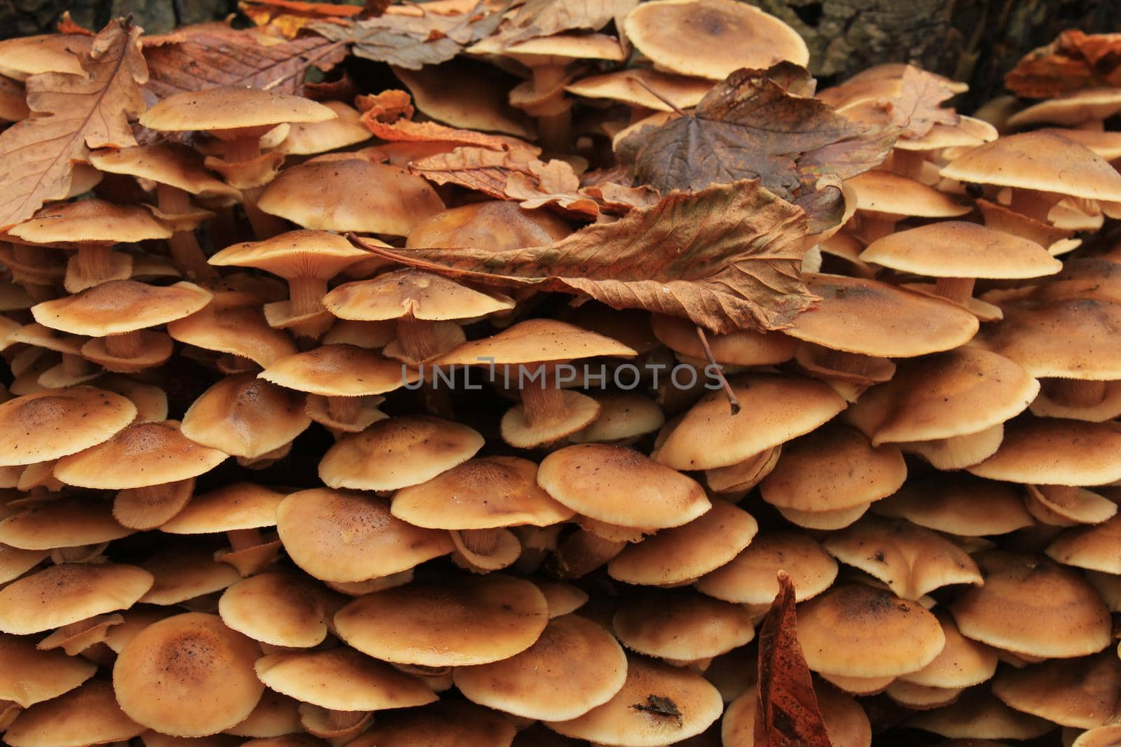 Group of mushrooms in a fall forest