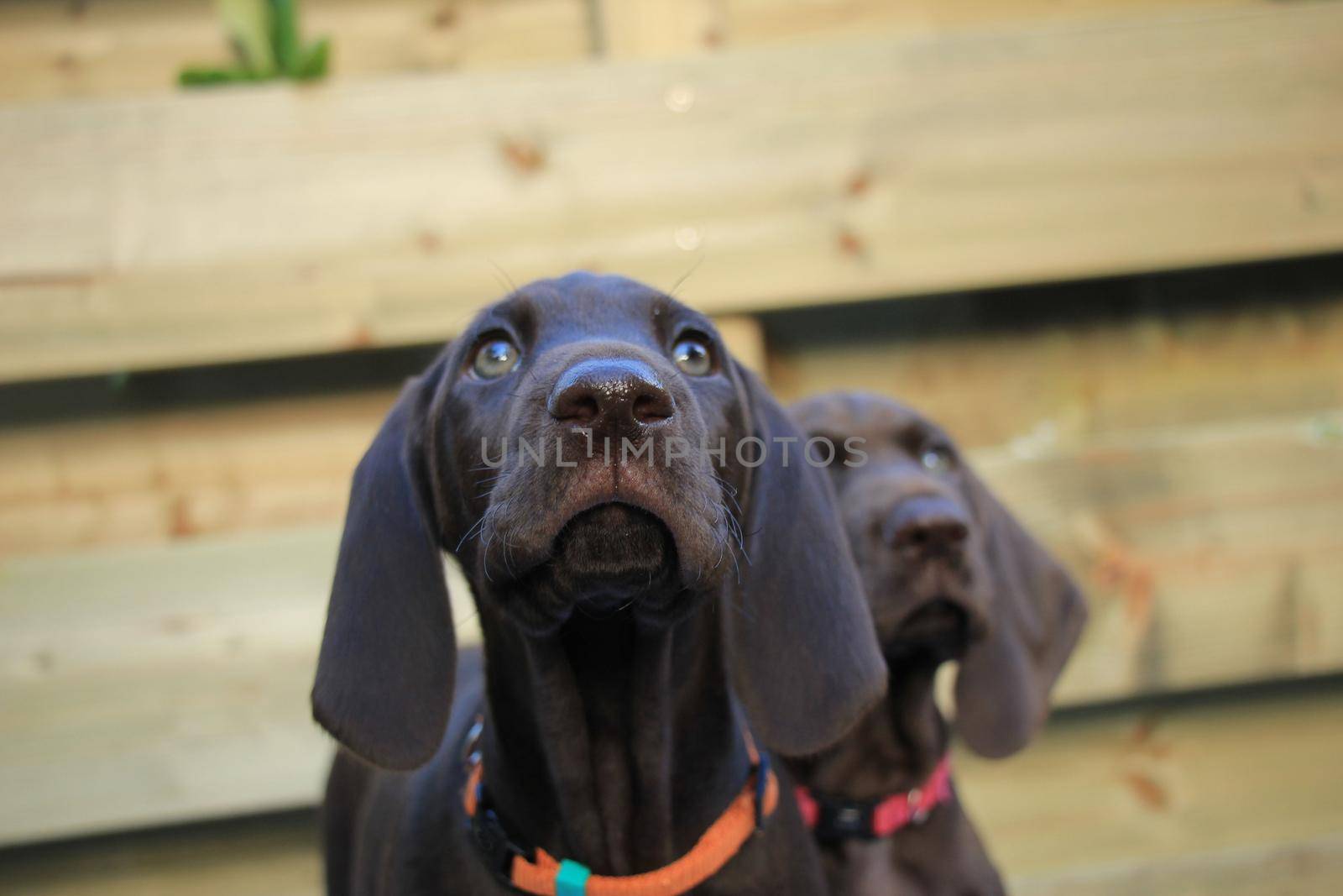 German shorthaired pointer puppies, 8 weeks old, solid liver, sisters