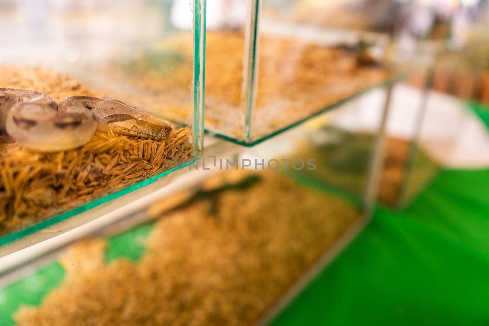 Baby boa inside a glass tank at an exotic animal pet store by cfalvarez