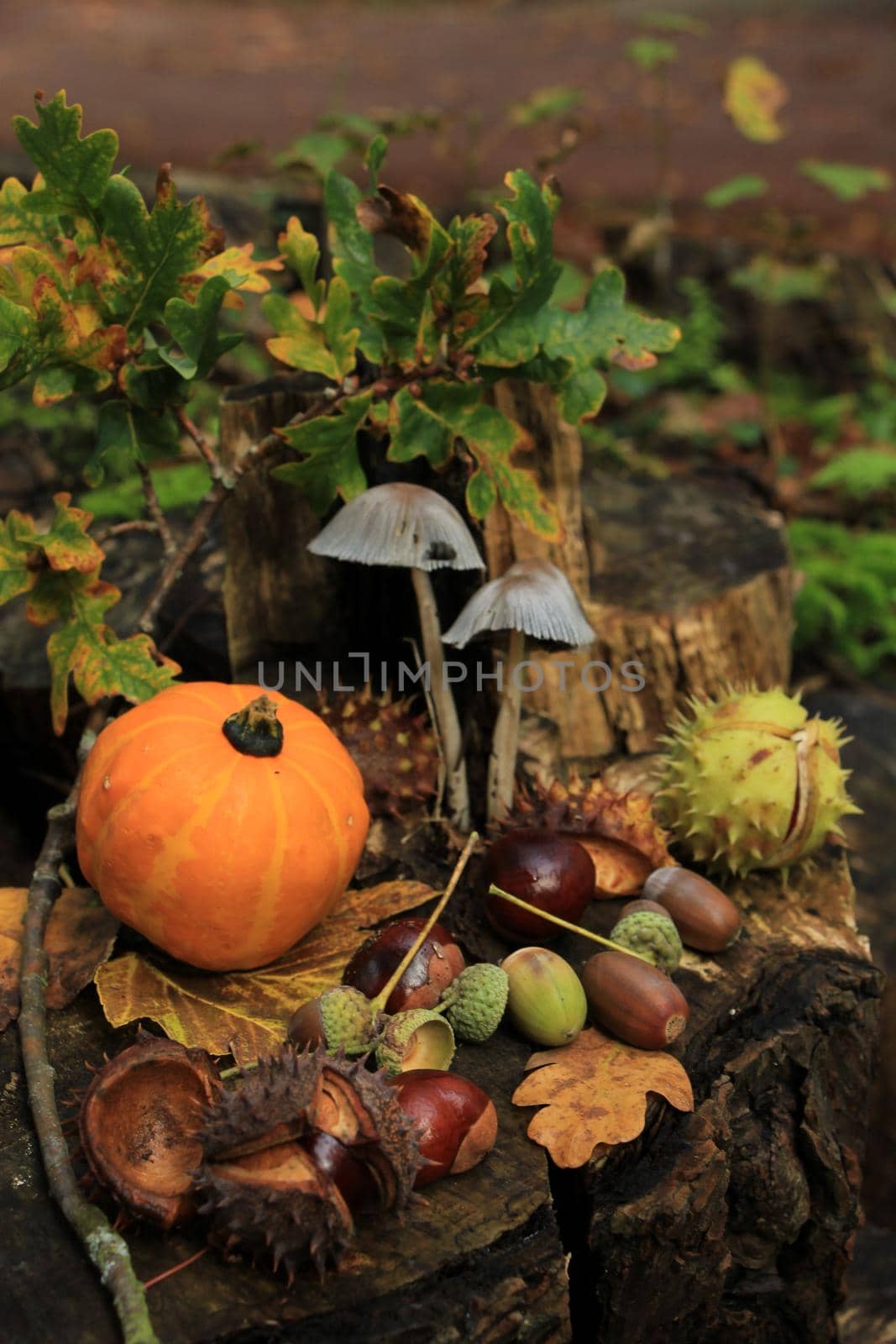 Autumn still life in a fall forest: mushrooms, chestnuts, pumpkins and leaves