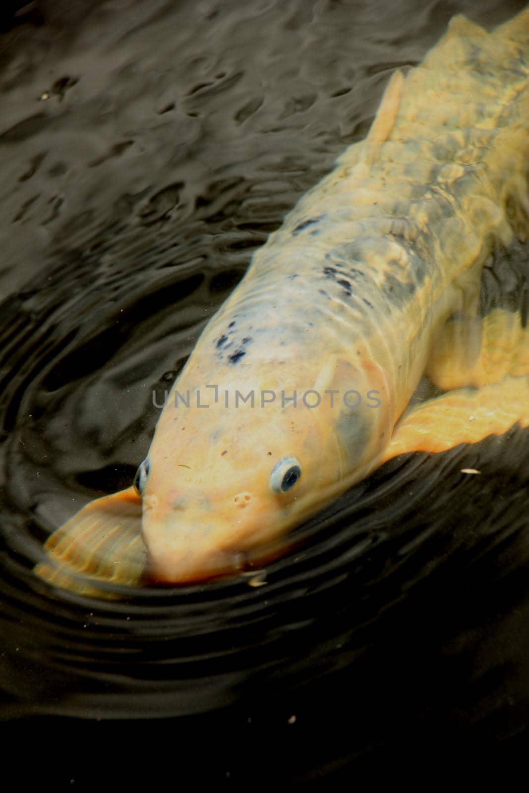 Big Koi Carp in an outdoor fish pond by studioportosabbia