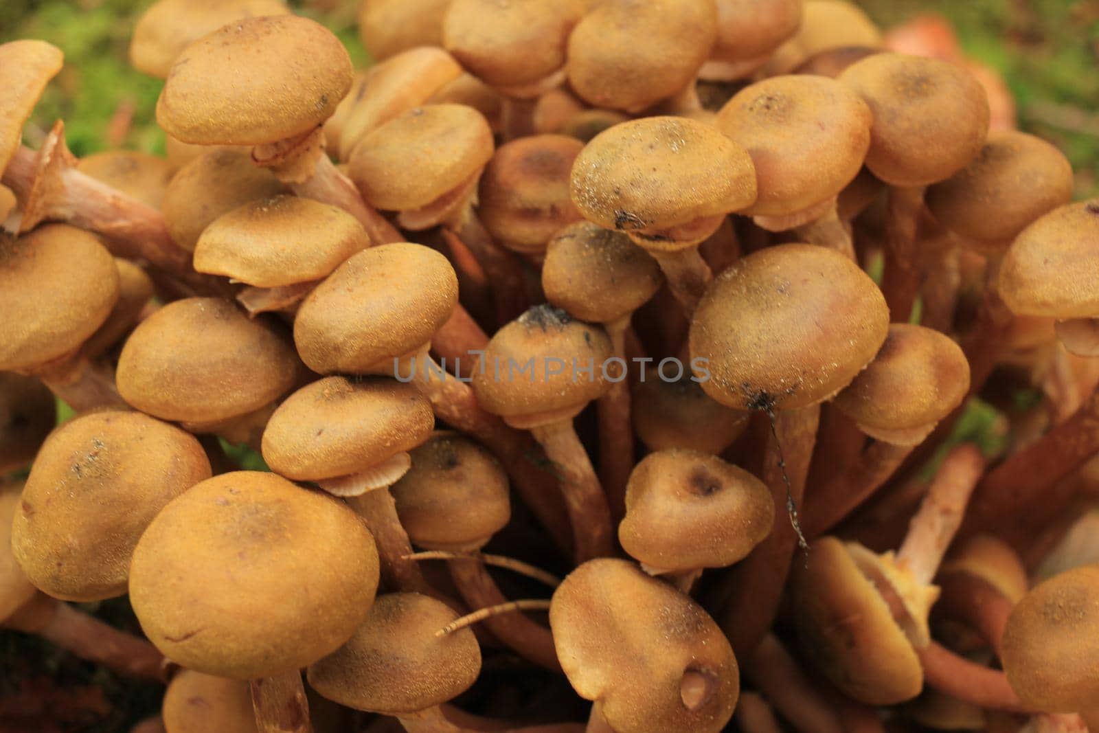 Group of mushrooms in a fall forrest by studioportosabbia