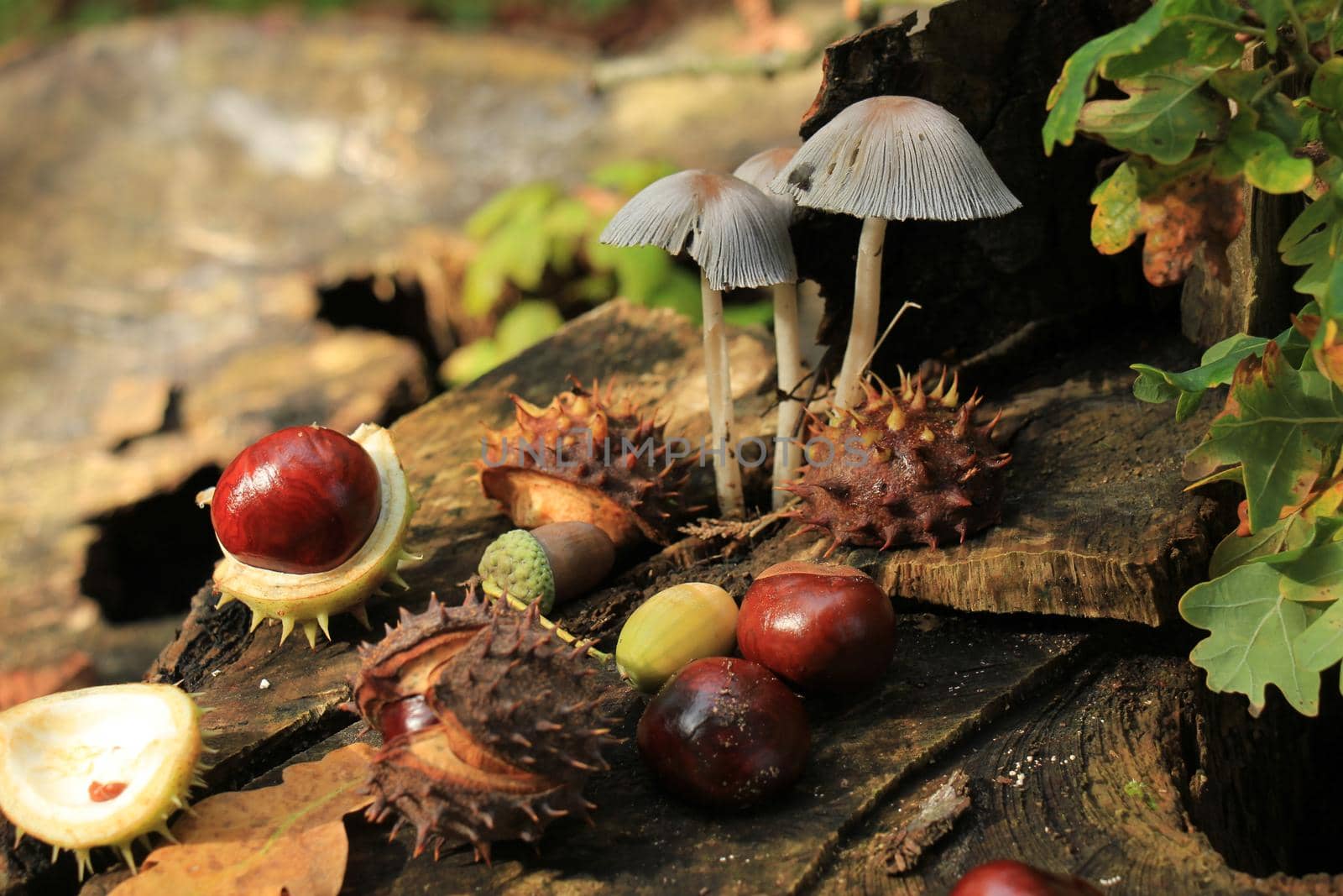 Autumn still life in a fall forest: mushrooms, chestnuts and leaves